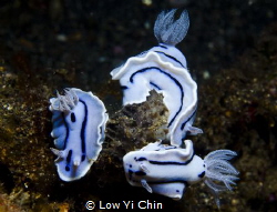 They gathered together does look like china blue porcelai... by Low Yi Chin 